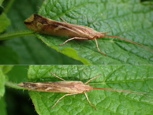 Limnephilus lunatus