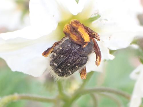 Tropinota hirta