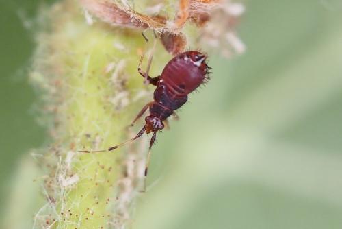 Deraeocoris ruber
