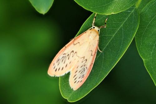 Miltochrista miniata