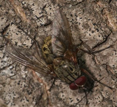 Phaonia valida