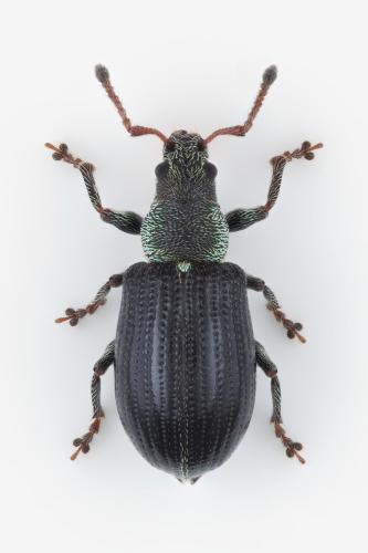 Phyllobius viridicollis
