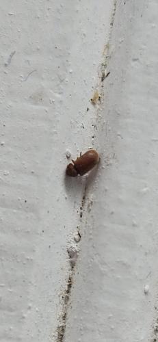 Stegobium paniceum