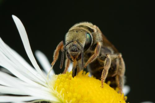 Seladonia subaurata