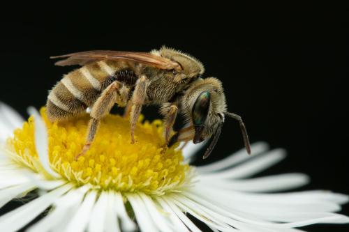 Seladonia subaurata