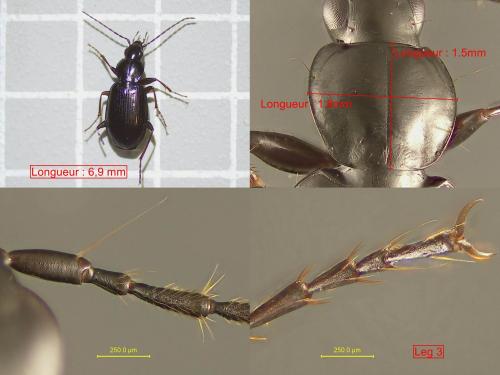 Agonum fuliginosum