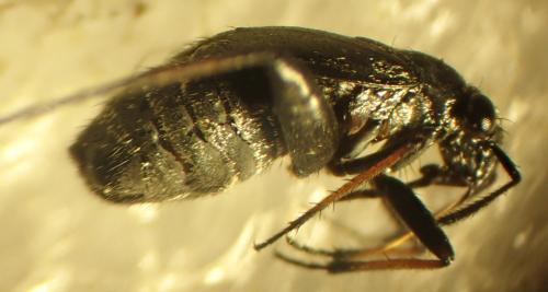 Orthocephalus saltator