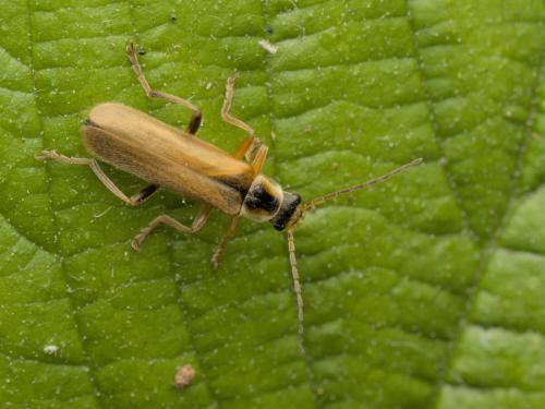 Cantharis decipiens