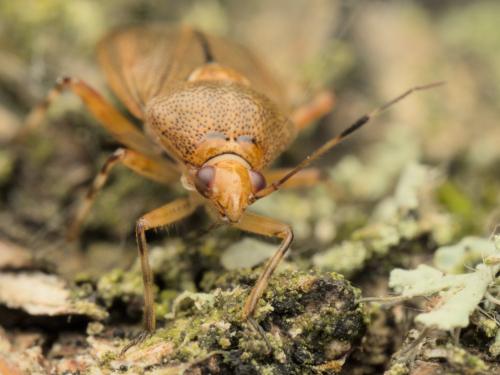 Deraeocoris flavilinea