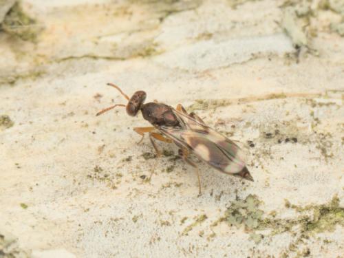 Cleonymus laticornis