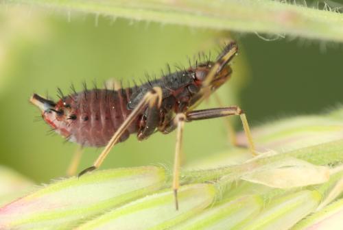 Deraeocoris ruber