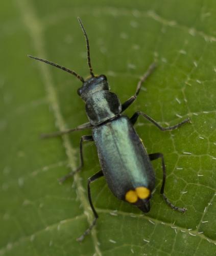Réf. 359 749 : Clanoptilus elegans