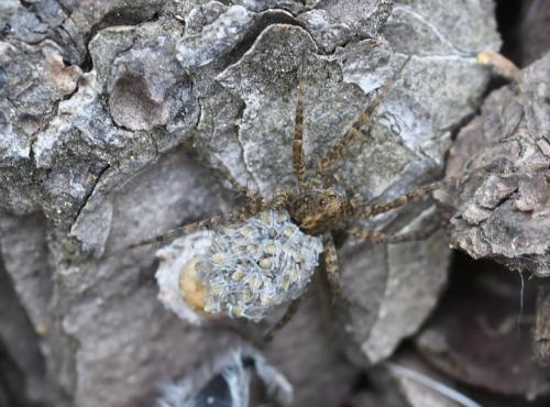 Pardosa sp.