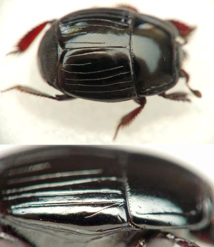 Atholus corvinus