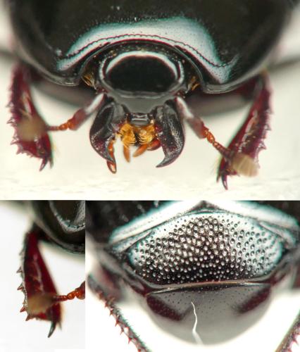 Atholus corvinus