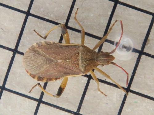 Ceraleptus obtusus