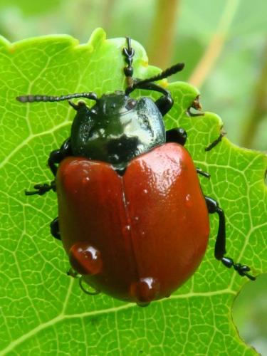 Réf. 359 788 : Chrysomela populi