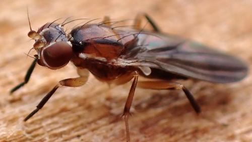 Clusiodes albimanus