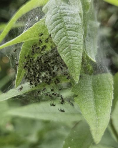 Réf. 359 794 : Pisaura mirabilis