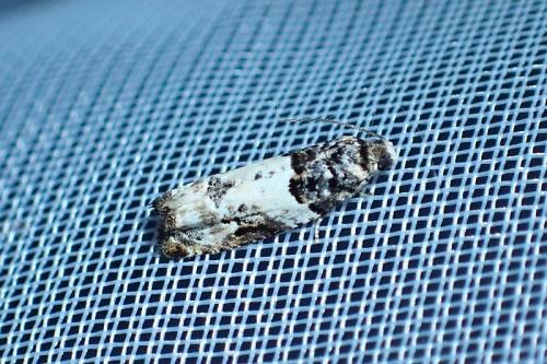 Gypsonoma sociana