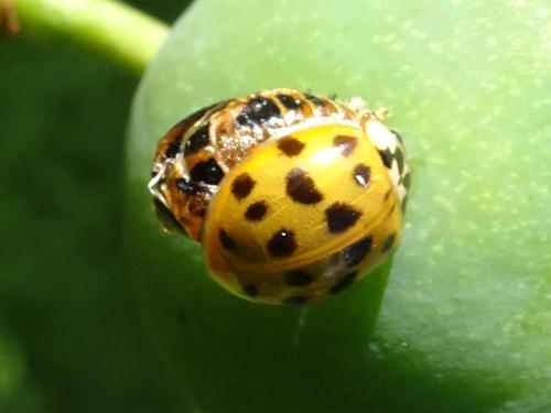 Harmonia axyridis