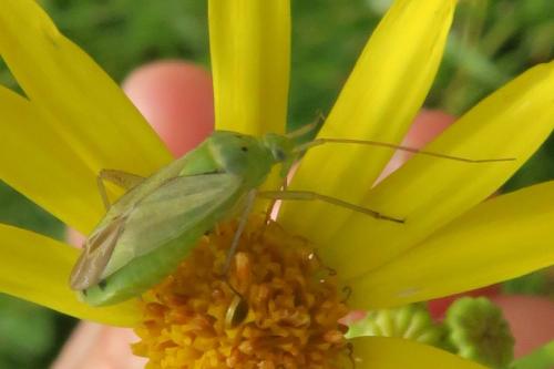 Closterotomus norwegicus