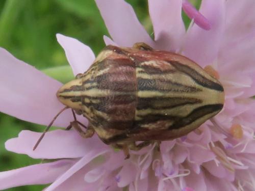 Odontotarsus purpureolineatus