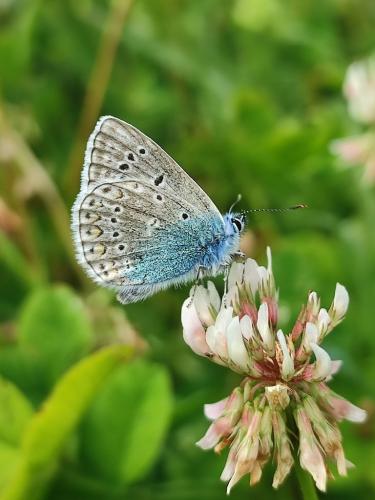 Polyommatus icarus