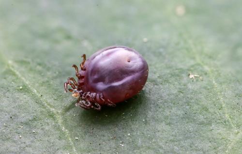 Ixodes ricinus