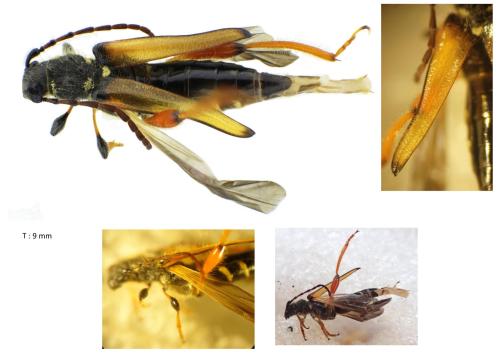 Stenopterus rufus