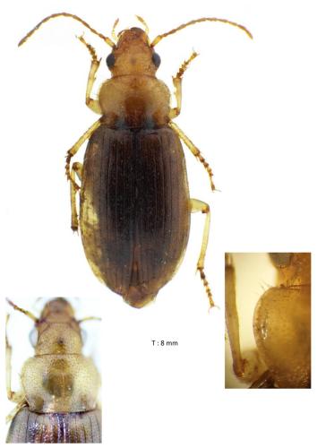 Dicheirotrichus obsoletus