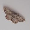 Hypomecis punctinalis