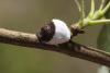 Pulvinaria sp.