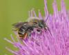 359040 – Photo : GODREAU Didier – France (85)