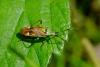 359376 – Photo : Guillaume Huot-Marchand – France (88)