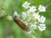 359518 – Photo : Michel LOPEZ – France (71)