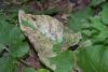 359433 – Photo : Numayta – France (68)