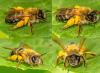Andrena gravida