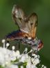 359703 – Photo : ANDRE LABETAA – France (84)