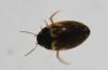 359580 – Photo : Christian Berquer – France (50)