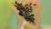 359480 – Photo : Christian Berquer – France (50)