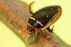 359217 – Photo : Mathurin CARNET – France (21)
