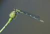 Coenagrion sp.