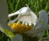 359454 – Photo : Georges ROCA FILELLA – France (74)