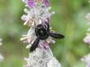359761 – Photo : Georges ROCA FILELLA – France (74)