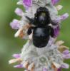 359708 – Photo : Georges ROCA FILELLA – France (74)