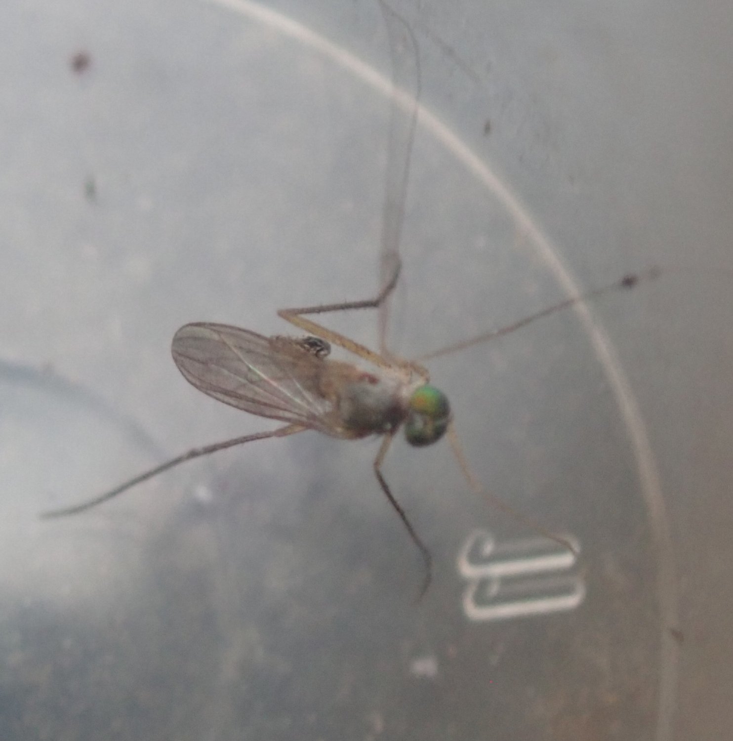 Anonyme - Neurigona quadrifasciata - réf. 359141 (1484 x 1500 pixels, 175 ko)