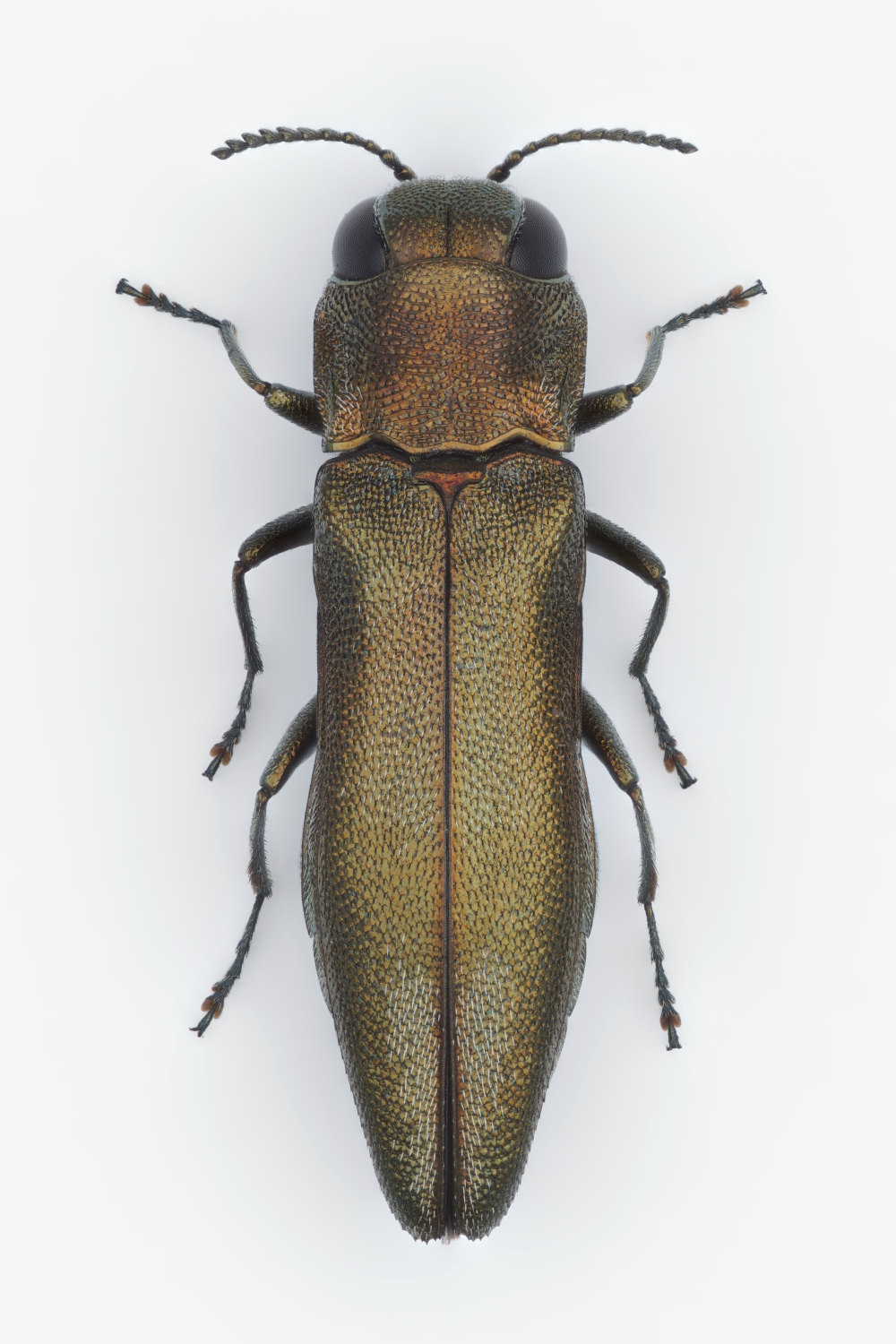 Claude Chavand - Agrilus (Quercuagrilus) derasofasciatus - réf. 359849 (1000 x 1500 pixels, 216 ko)