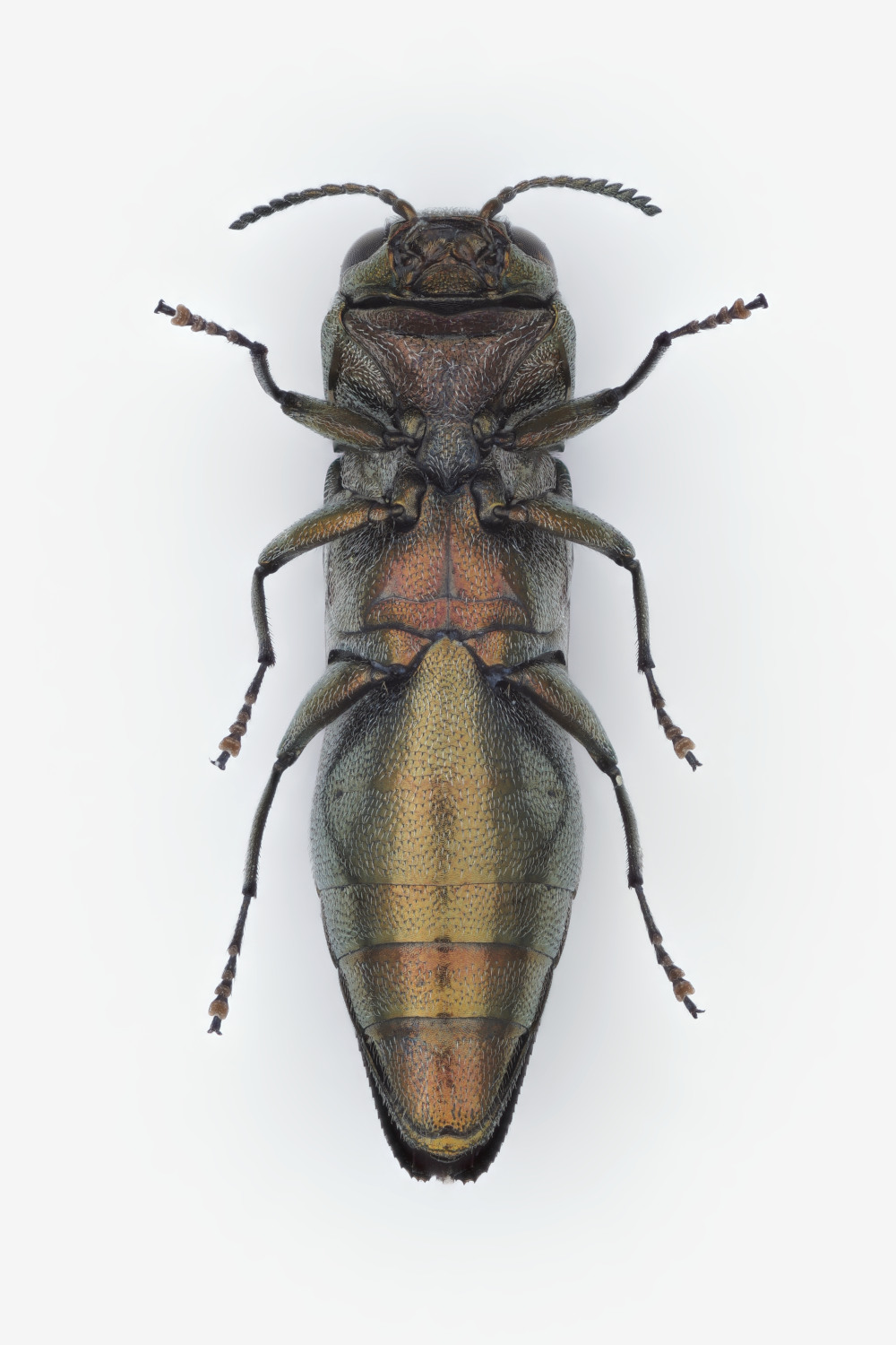 Claude Chavand - Agrilus (Quercuagrilus) derasofasciatus - réf. 359879 (1000 x 1500 pixels, 217 ko)