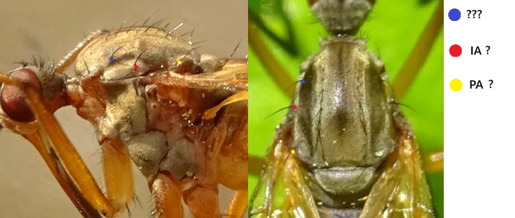 MOLINIER Cédric - Empis (Xanthempis) punctata - réf. 359084 (1034 x 437 pixels, 124 ko)